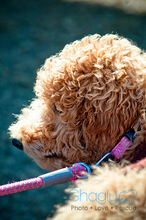 Richardson Pet Day 2010-25