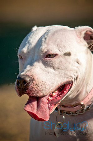 Richardson Pet Day 2010-198