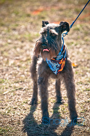 Richardson Pet Day 2010-166