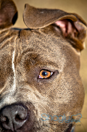 Richardson Pet Day 2010-174