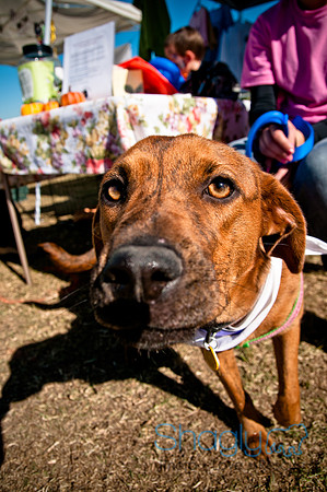 Richardson Pet Day 2010-153