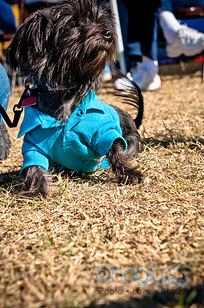 Richardson Pet Day 2010-154