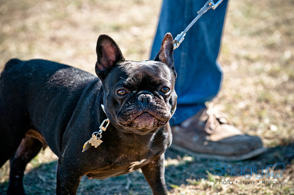 Richardson Pet Day 2010-87