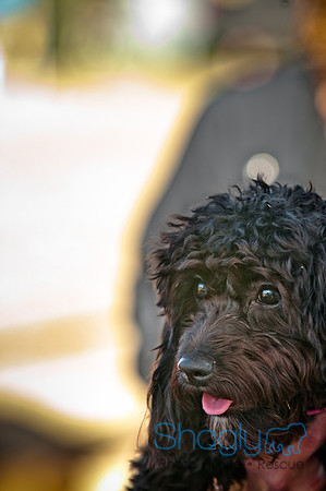Richardson Pet Day 2010-63