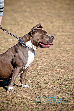Richardson Pet Day 2010-173