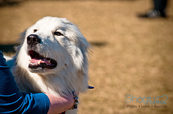 Richardson Pet Day 2010-76