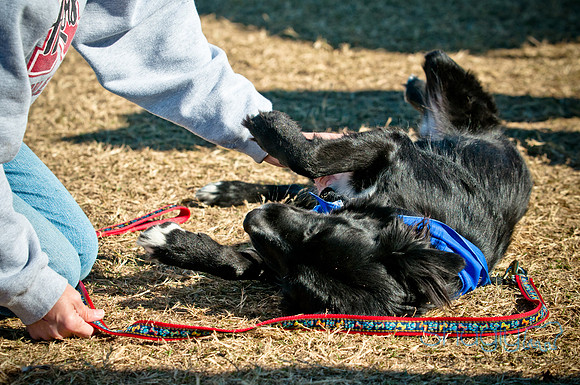 Richardson Pet Day 2010-28