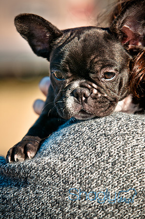 Richardson Pet Day 2010-221
