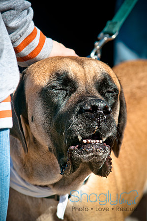 Richardson Pet Day 2010-104
