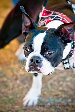 Richardson Pet Day 2010-182