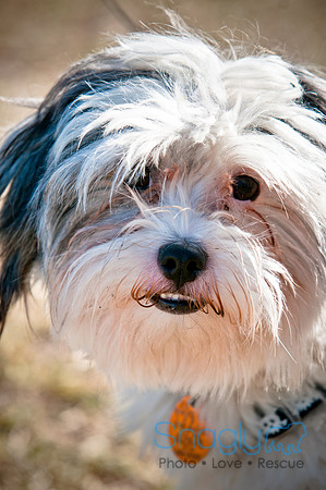 Richardson Pet Day 2010-184