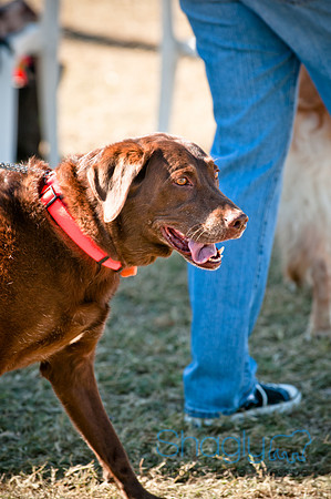 Richardson Pet Day 2010-170
