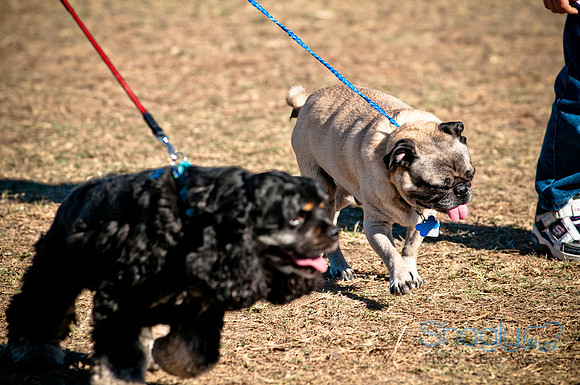 Richardson Pet Day 2010-180