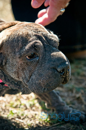 Richardson Pet Day 2010-36