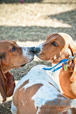 Richardson Pet Day 2010-4