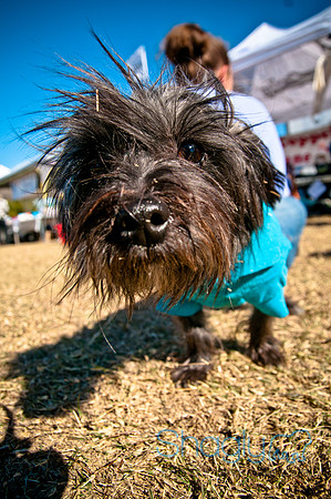 Richardson Pet Day 2010-155