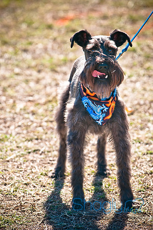 Richardson Pet Day 2010-167