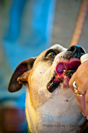 Richardson Pet Day 2010-189