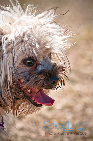 Richardson Pet Day 2010-80