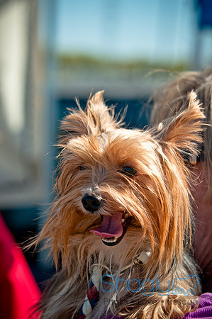 Richardson Pet Day 2010-147