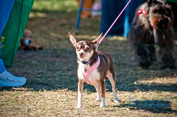 Richardson Pet Day 2010-55