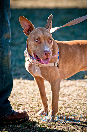 Richardson Pet Day 2010-181
