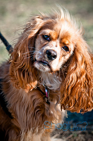 Richardson Pet Day 2010-217