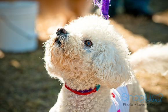 Richardson Pet Day 2010-26