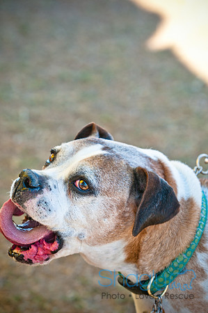 Richardson Pet Day 2010-193