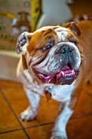 Three Dog Bakery-4