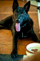 Three Dog Bakery-2