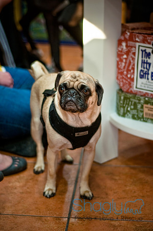 Three Dog Bakery-16