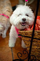 Three Dog Bakery-5