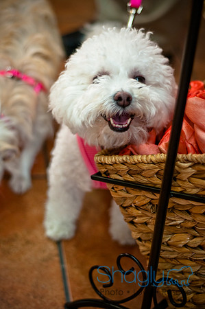 Three Dog Bakery-5