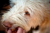Three Dog Bakery-13