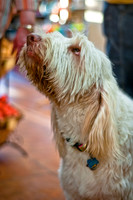 Three Dog Bakery-15