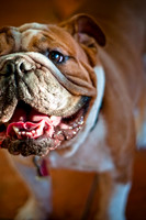 Three Dog Bakery-3