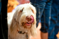 Three Dog Bakery-14