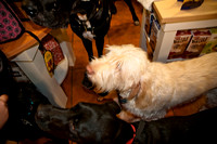 Three Dog Bakery-11