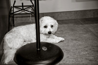 Three Dog Bakery-16