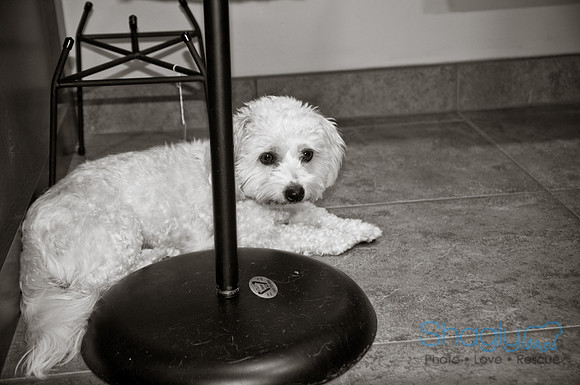 Three Dog Bakery-16