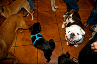 Three Dog Bakery-6