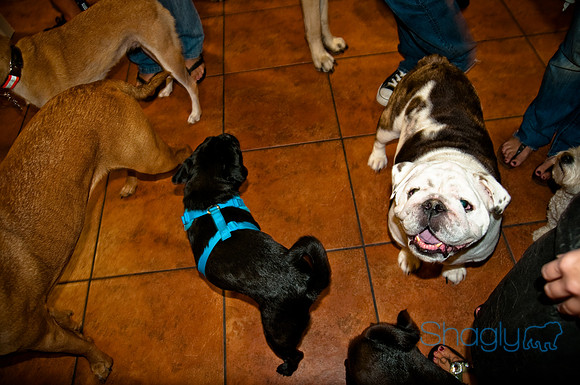 Three Dog Bakery-6