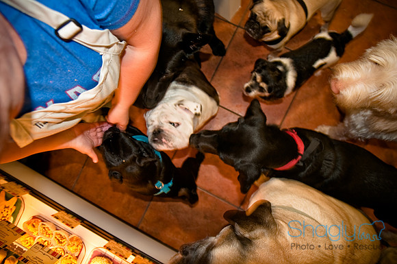Three Dog Bakery-13