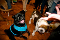 Three Dog Bakery-5