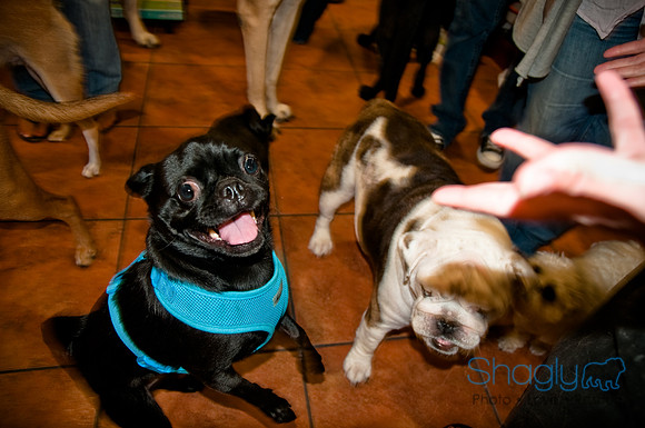 Three Dog Bakery-5