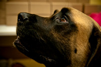 Three Dog Bakery