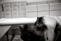Three Dog Bakery-2