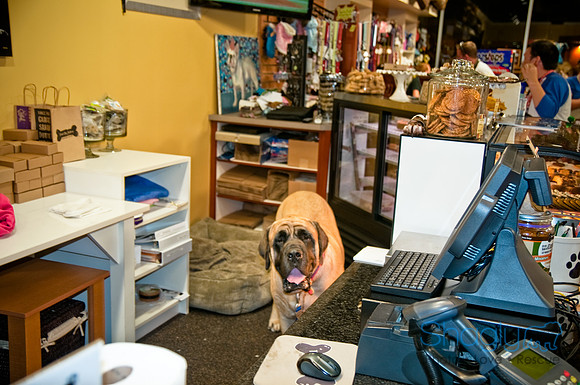 Three Dog Bakery-22