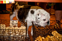 Three Dog Bakery-4